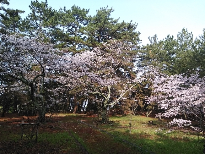 「五色浜の桜と「紫電改」ご報告」