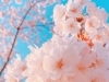 桜を愛でるお花見弁当ご注文受付中 水戸の創作和食のお店 くずし和食 高山のニュース まいぷれ 水戸市