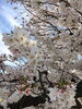 うららかな春・・・「鴨川の『忍者』。【まいぷれ・西京区・南区・編集部】」