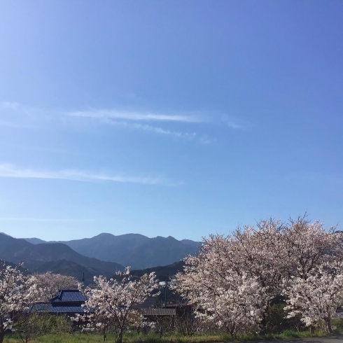 「物産センター内の桜が見頃です」