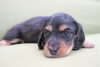 「ミニチュアダックス子犬情報」
