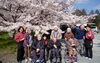 「デイサービス金太郎野外歩行訓練桜見学～(^○^)‼️。」