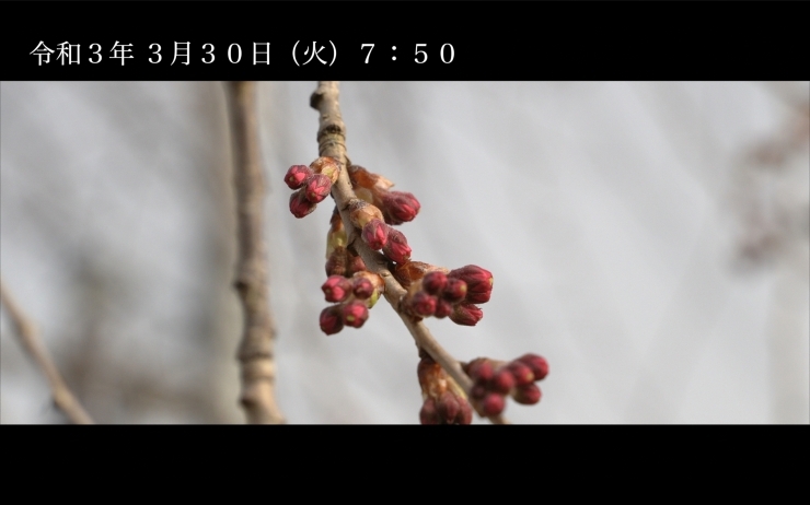 「日中線しだれ桜並木 開花情報 定点観測　3月30日」