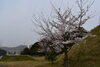 ソメイヨシノ「　本日の　桜＋花　情報」