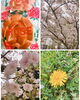 わたしのお花見「出雲ドームにてお花見　出雲駅前【鍋や中じい】」