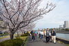 「『春との出会い～花見ウオーク～（浦安市）』」