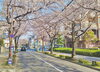 桜「桜満開」