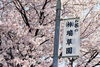 「満開の桜を見ながら、お茶を飲んでリラックス♪」