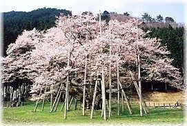 根尾の薄墨桜「暖かくなりましたね。そろそろご旅行の計画を。。。」