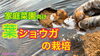 「【家庭菜園者向け】生姜の育て方」