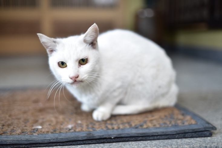 「迷い猫を探しています【令和3年3月5日　新居浜市政枝1丁目付近】」