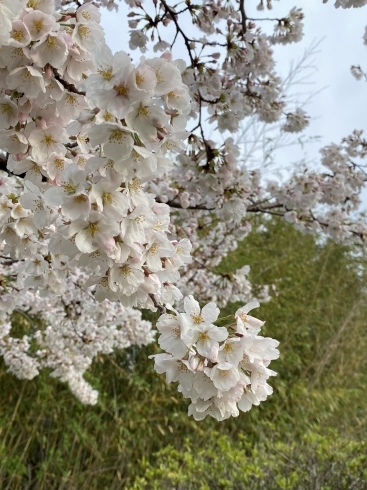 ひとつひとつが美しい桜の花「鶴林寺桜情報　その3」