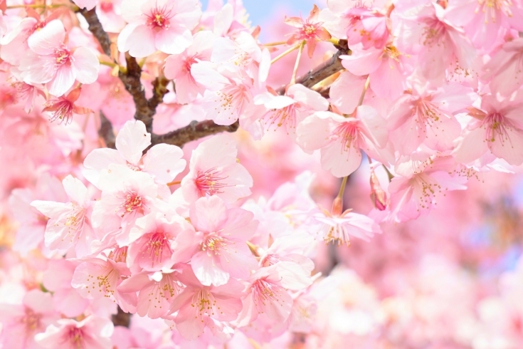 桜の満開も間近となりました「つばき整骨院４月の営業案内」