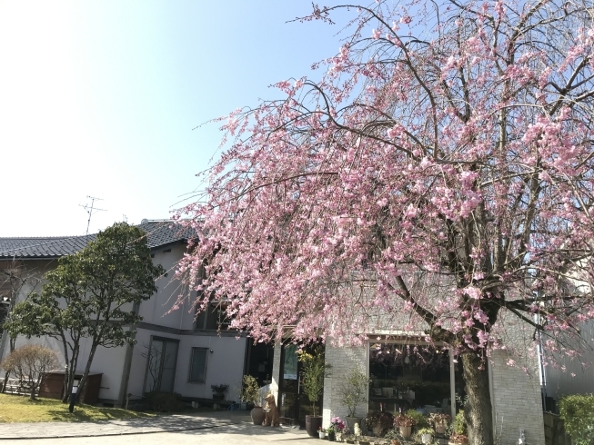 樹齢約20年の　枝垂桜「お店の桜も満開です！」