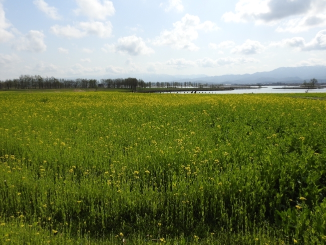 菜の花開花状況 21 4 1現在 水の公園福島潟 水の駅 ビュー福島潟 のニュース まいぷれ 新潟市