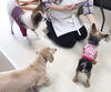 「春のわんちゃん新生活★新潟市犬の保育園♪犬の社会化わんちゃんのしつけHappyTail」