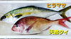 「○本日のお刺身○【島根県産】ヒラマサ、天然タイ」