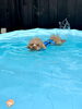 スイス〜イ「ましゅまろプール🏊‍♂️」
