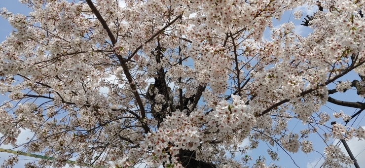 満開ですね～！「4月レッスン予定　新年度スタート！」