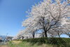 荒川桜づつみ公園 1「満開です」
