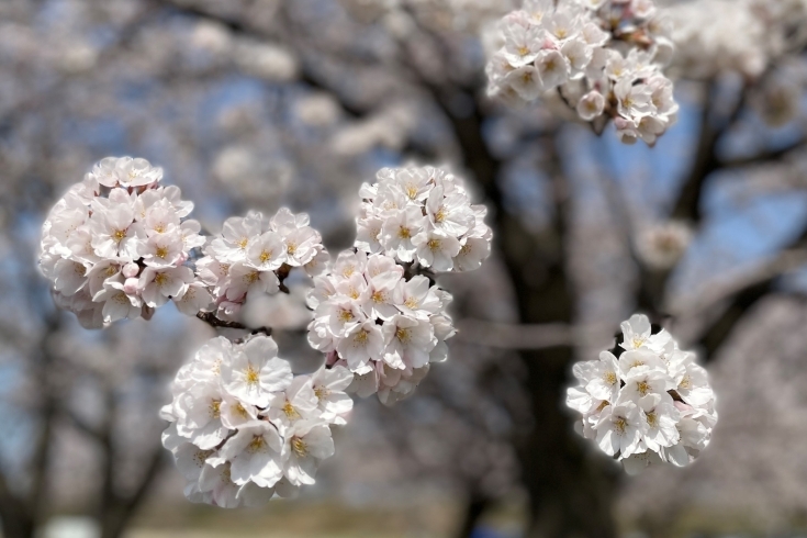 「【ライトアップ情報あり】『加治川治水記念公園』の桜が見頃を迎えています！」