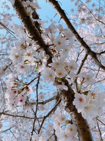 「桜が満開」