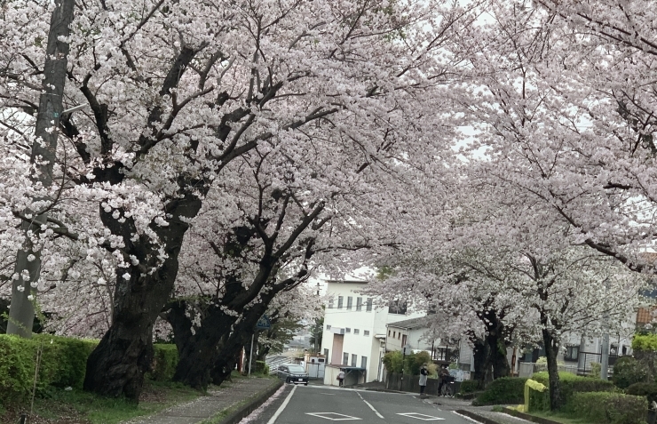 遺伝研の桜も真っ盛りです「ブログ更新更新しました❣️   いやしの森amin（アミン）】」