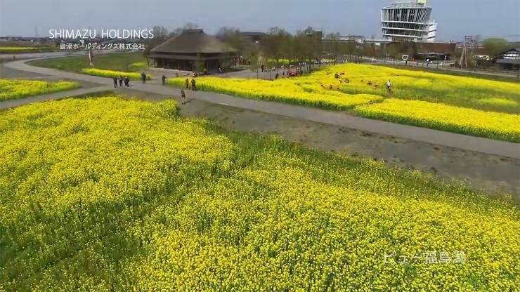 フジテレビ「99⼈の壁」で使⽤ 福島潟 菜の花畑「フジテレビ「99⼈の壁」にて当社が撮影したドローン映像が使⽤されました。」