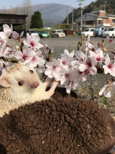 「桜満開！　ムギ社員とお花見しました。」