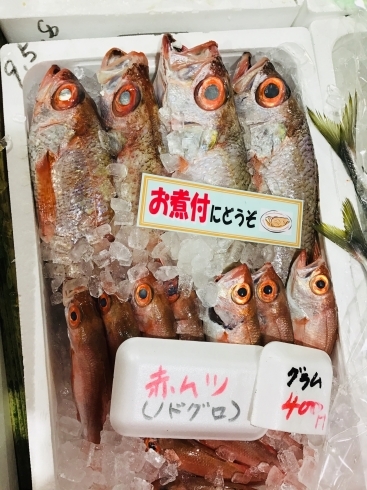 西海物産館魚魚市場鮮魚コーナーおすすめ商品は ノドグロ サヨリ モンゴウイカ 入荷してます 魚魚の宿のニュース まいぷれ 佐世保