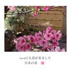 「桜の木」