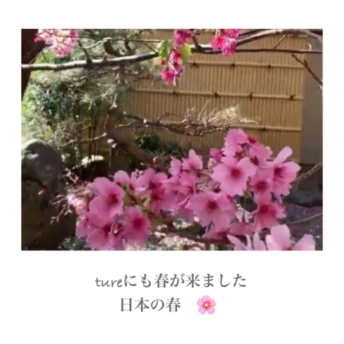「桜の木」