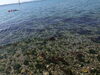 透き通ってます！「浜名湖の水が超キレイ♪【静岡県浜松市のグルメ・ショップ・レジャー・イベント・観光情報をお届け】」