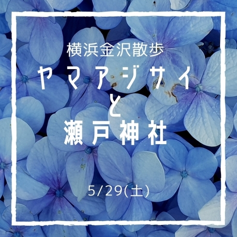 横浜金沢散歩 １ ヤマアジサイと瀬戸神社 まいぷれ横浜市磯子区 金沢区 イソカナ編集部のニュース まいぷれ 横浜市磯子区 金沢区