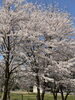 「宙soraは本日"お花見"して来ました(o^^o)」