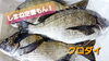 「○本日のお刺身○【しまね定置もん！】クロダイ、ヒラマサ　○本日のお惣菜○もございます！」