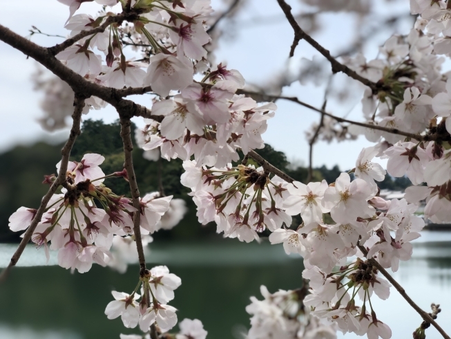 サロン裏 石川池 桜「最新4月ご予約可能日のお知らせ」