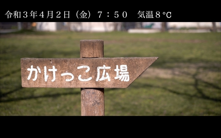 「 日中線しだれ桜並木 開花情報 4月2日（金）7：50 晴れ 気温8℃」