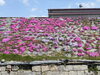 「【西条市・禎瑞】必見！！芝桜穴場スポット！」