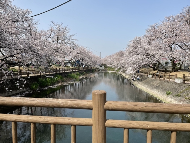 西条のひょうたん池です！！「iPhone12で桜を撮影してみました！」