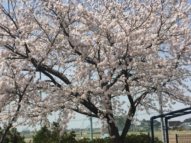 桜満開「大好評♪ヘッドスパキャンペーン(*^^*)」