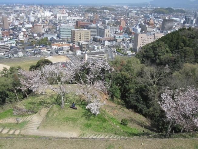 米子の街と桜「お花見♪　バイオリンクと健康を売る　Yubi（優美）」