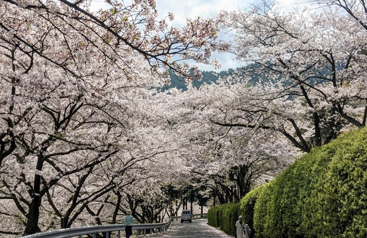 「【西条市福武】市民の森の桜のトンネル♪」
