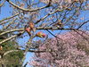 ソメイヨシノと八重桜「観桜は引揚記念公園へ！Go！」