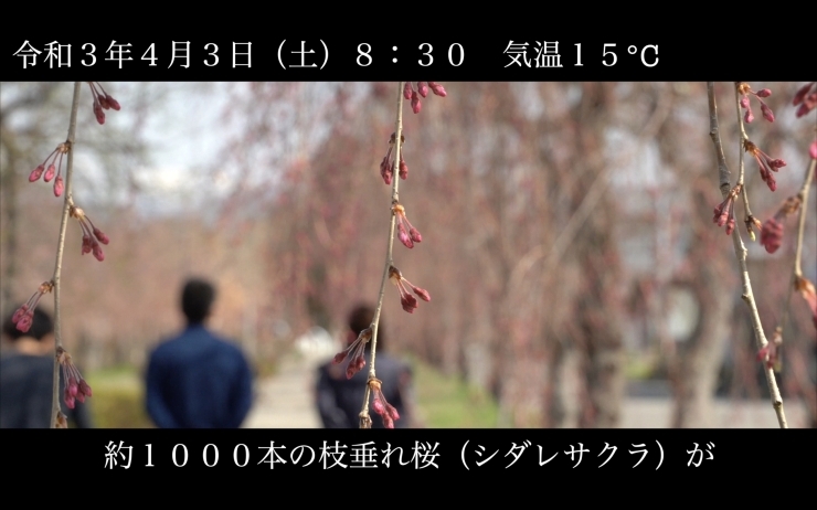 「 日中線しだれ桜並木 開花情報 4月3日（金）8：30 晴れ 気温15℃」