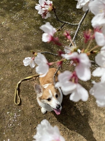 「4月に突入しました◎」