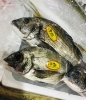 「西海物産館 魚魚市場鮮魚コーナーおすすめは「チヌ・コブダイ」です♪」