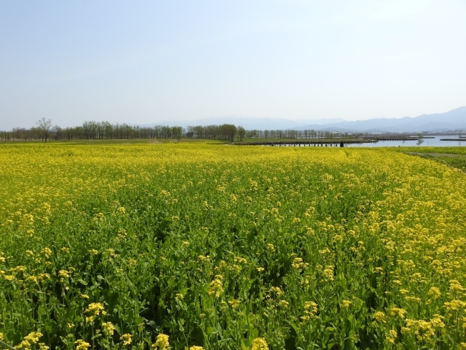 菜の花開花状況 21 4 3現在 水の公園福島潟 水の駅 ビュー福島潟 のニュース まいぷれ 新潟市