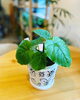 「植木鉢入荷しました」