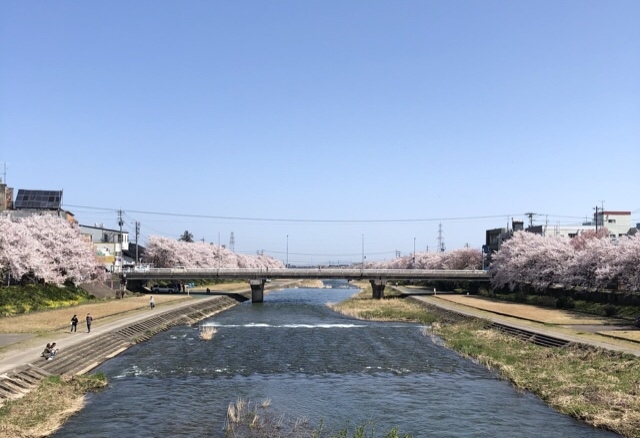 「桜」